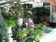 「花屋」　（千葉県柏市）の花屋店舗写真2